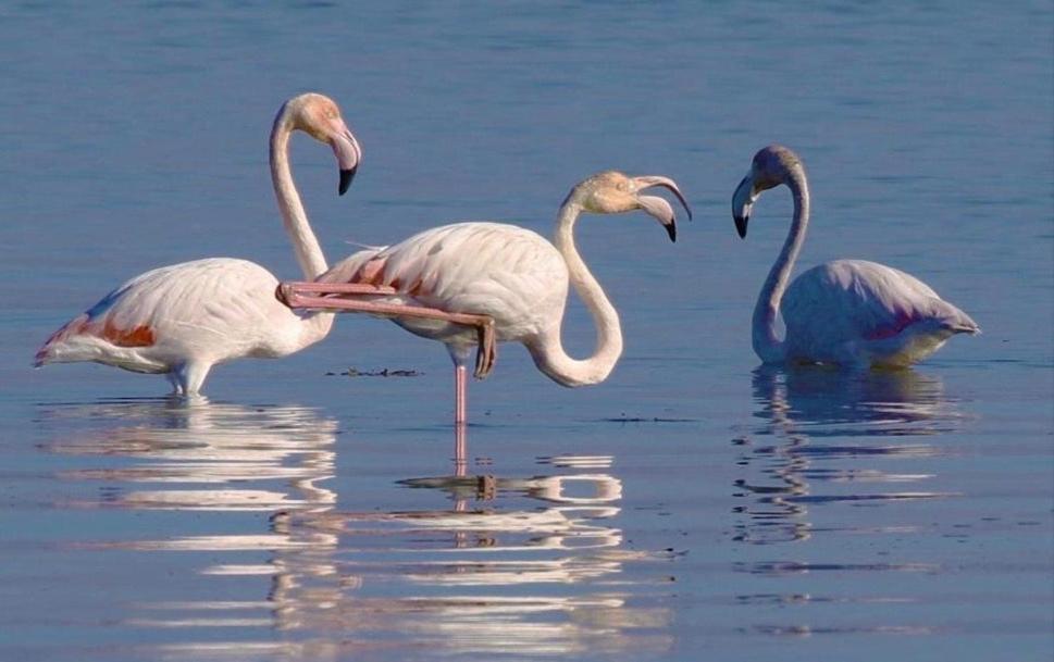 O Cantinho Entre a Ria e o Mar Torreira Exterior foto